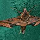 Image of mango hawkmoth