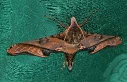 Image of mango hawkmoth