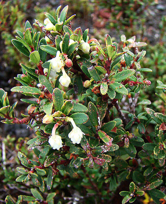 Image of Gaultheria pumila (L. fil.) D. J. Middleton