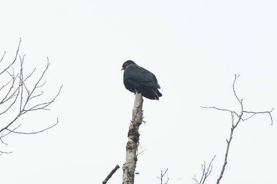 Image of blue pigeon