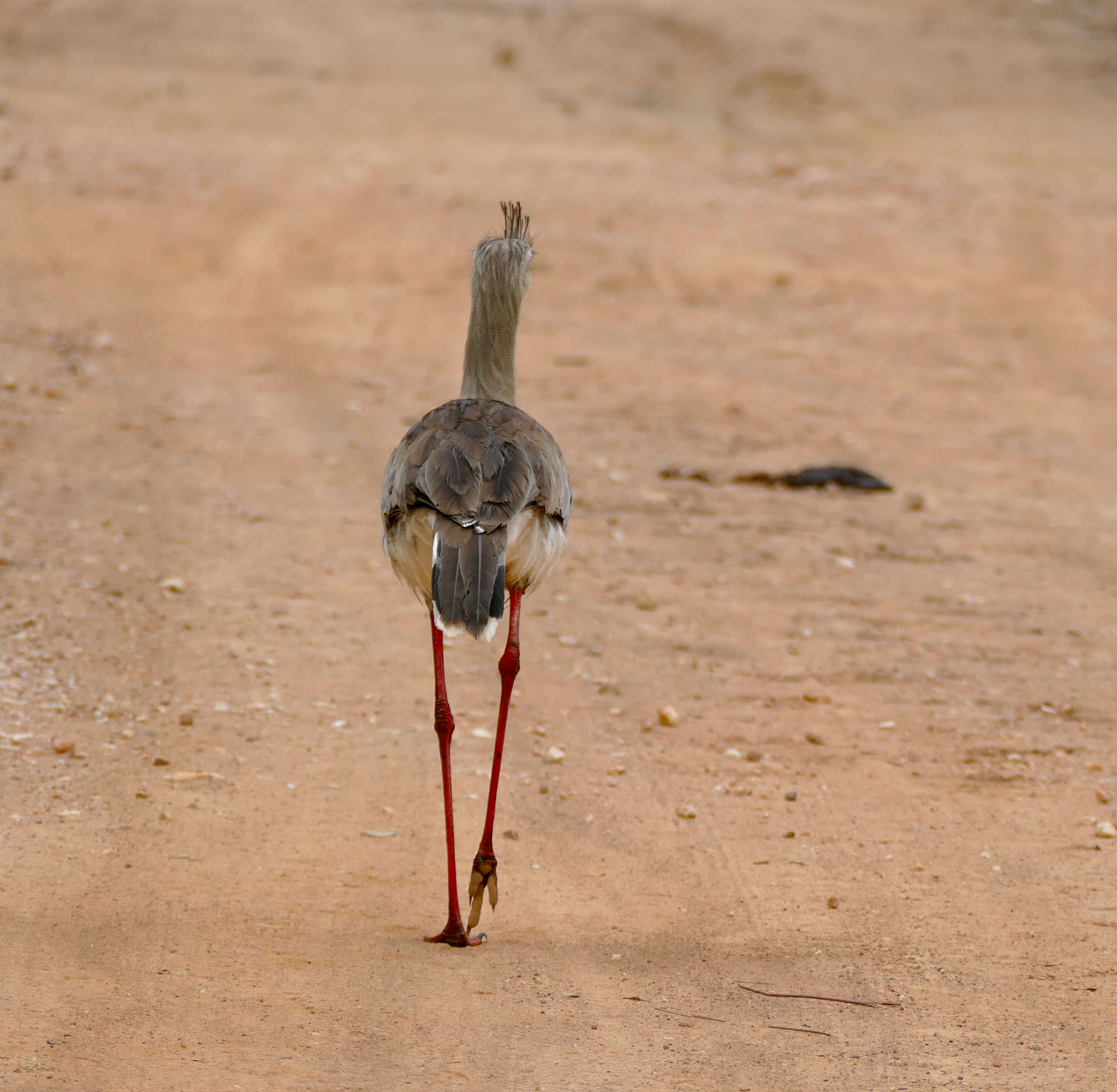 Image of Cariamiformes