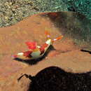 Image of Nembrotha chamberlaini Gosliner & Behrens 1997