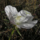 Imagem de Oenothera acaulis Cav.