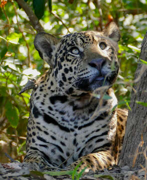 Image of Jaguar