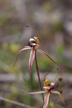 Image of Plain-lip spider orchid