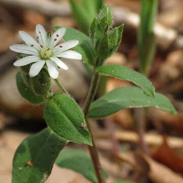 Image of star chickweed