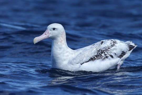 Image of Wandering albatross