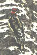 Image of Sapsucker