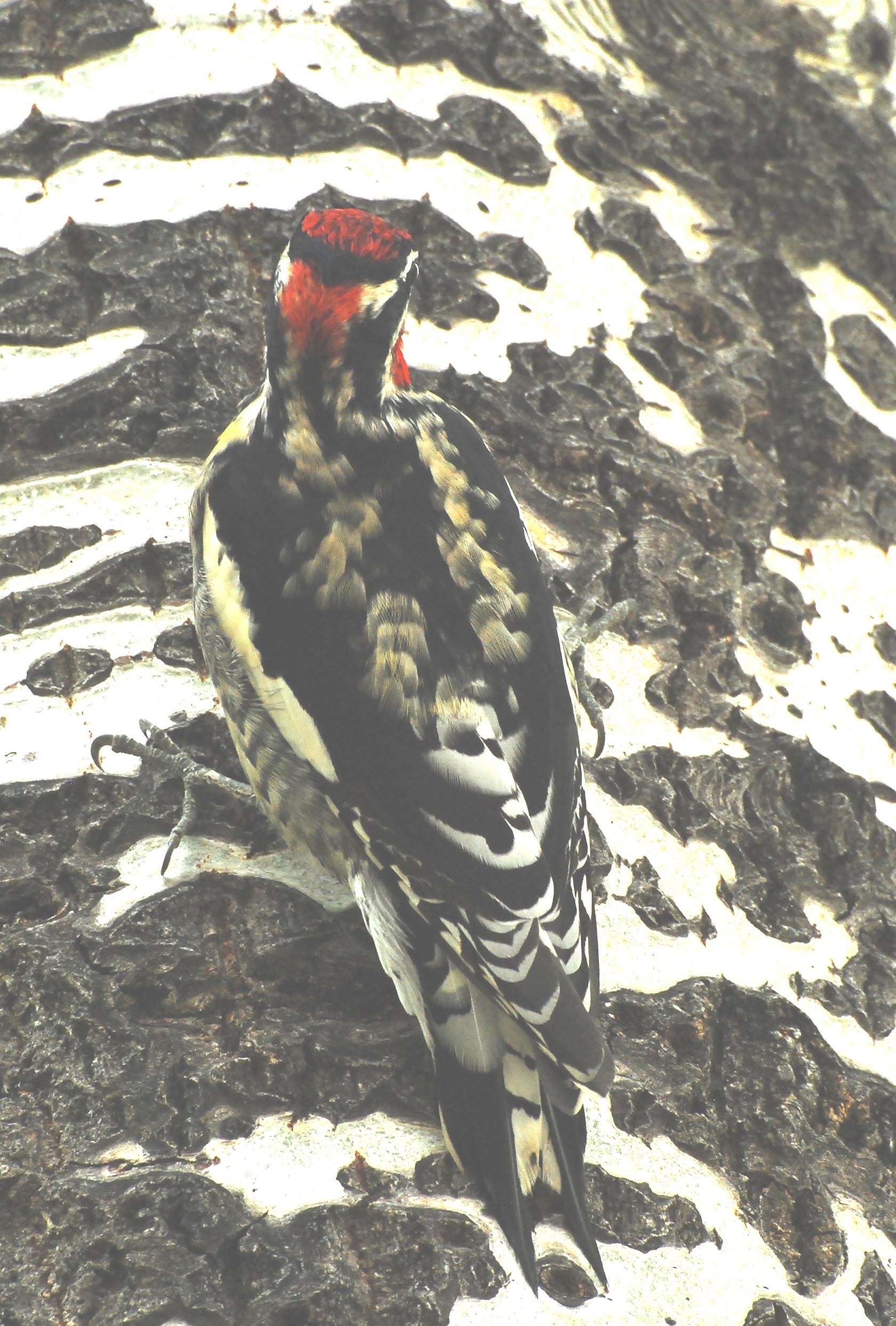 Image of Sapsucker