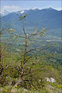 Слика од Pyrus communis subsp. pyraster (L.) Ehrh.