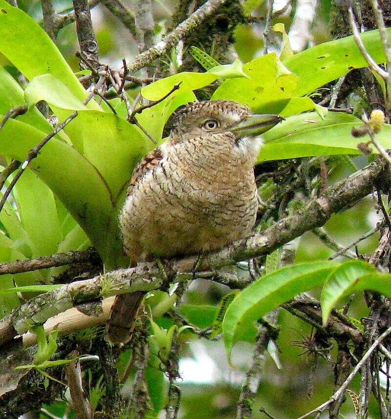 Image of Barred Puffbird