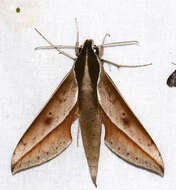 Image de Xylophanes amadis (Stoll 1782)