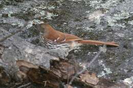 Image of Brown Thrasher