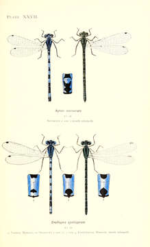 Imagem de Coenagrion Kirby 1890