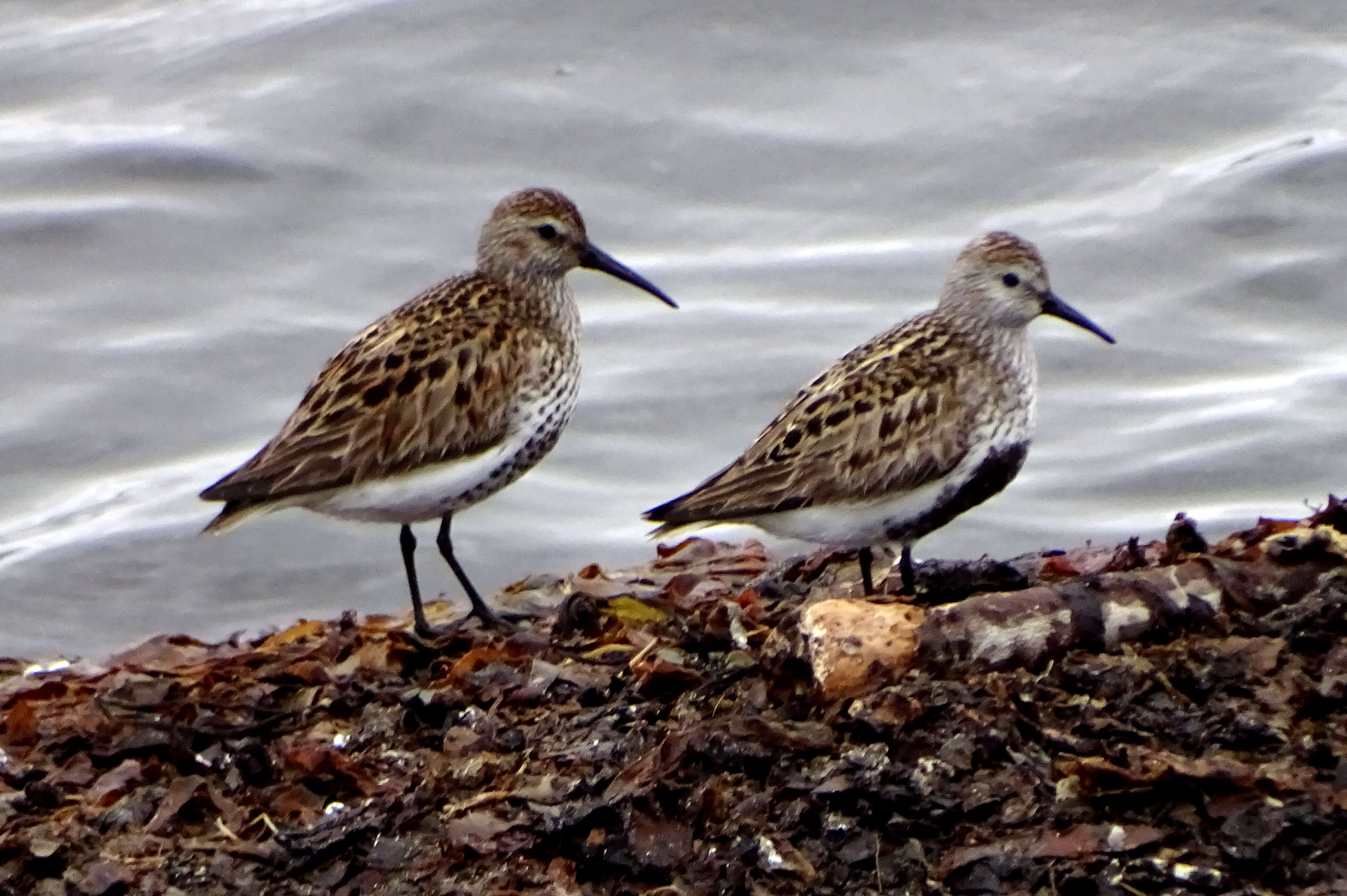 Image of Dunlin