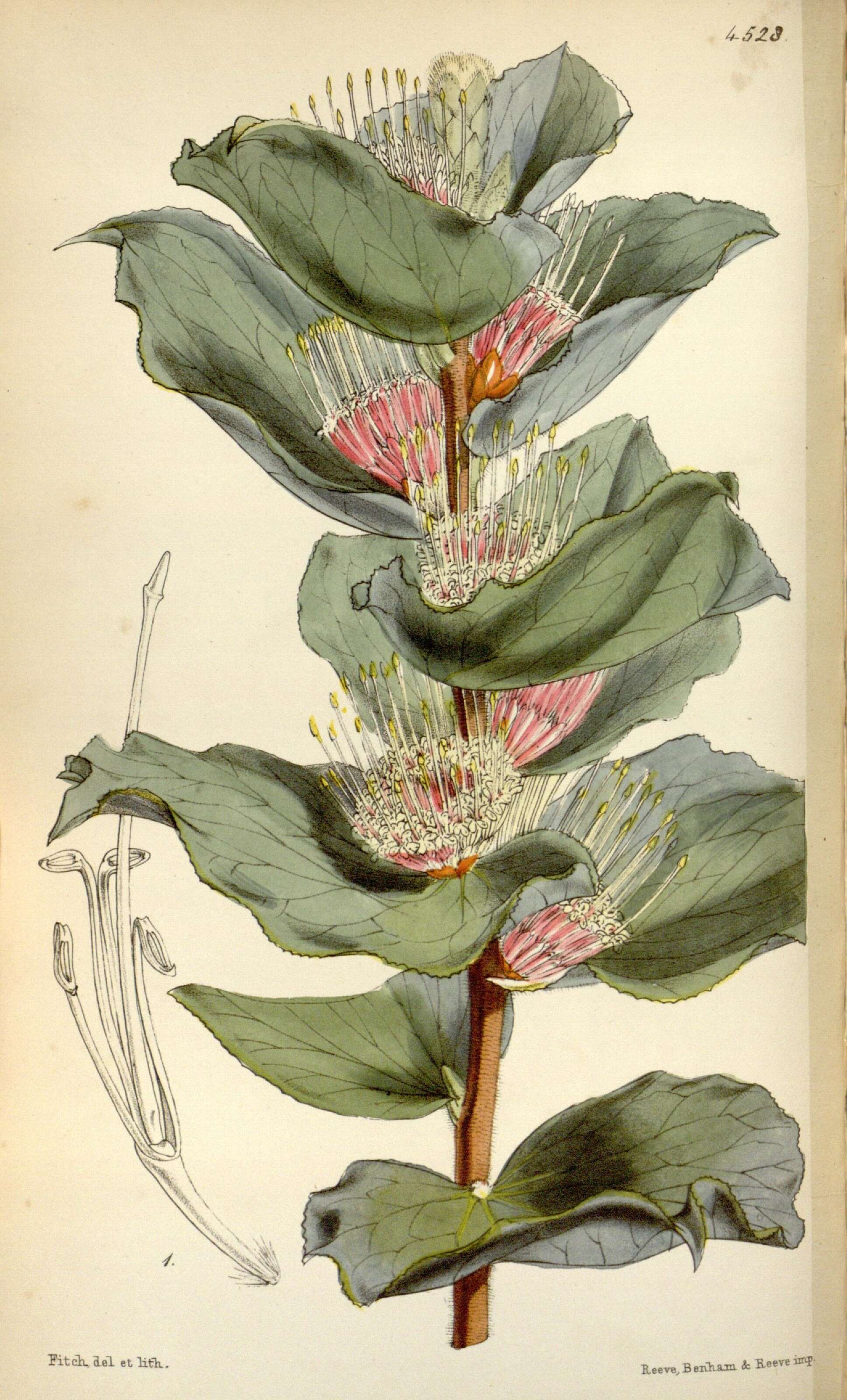 Image of Hakea cucullata R. Br.