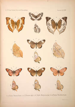 صورة Acraea petraea Boisduval 1847