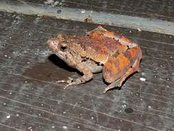 Image of Berdmore's Chorus Frog