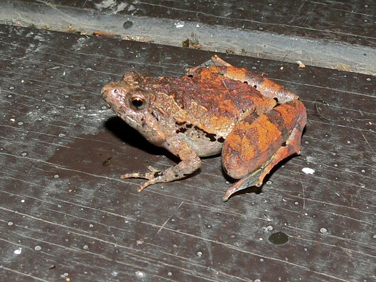 Image of rice frogs