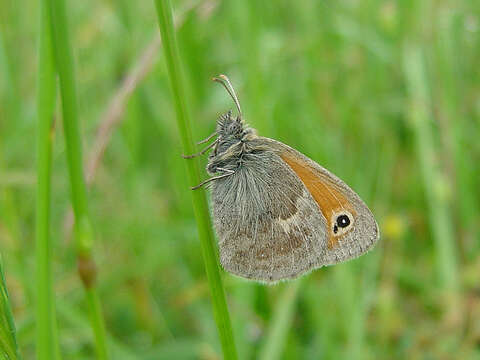 Image of small heath