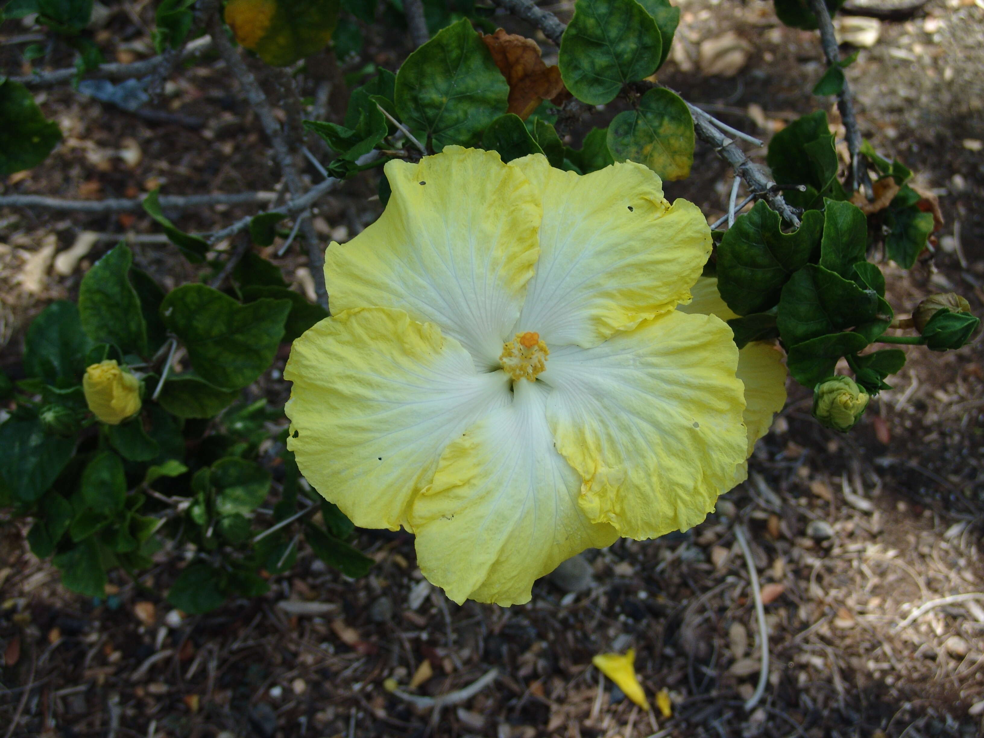 Image of rosemallow