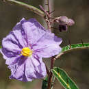 Image of Solanum elegans Dun. ex Poir.