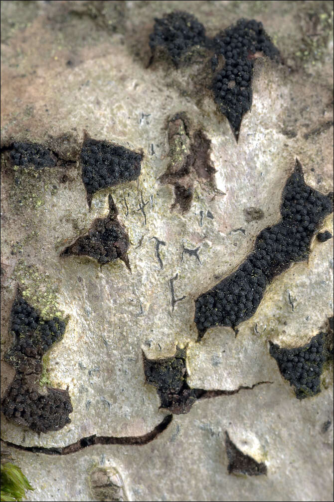 Image of sac fungi
