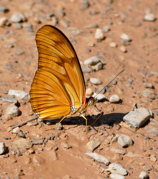 Image of Dryas