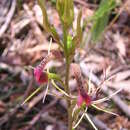 Image of Small tongue orchid