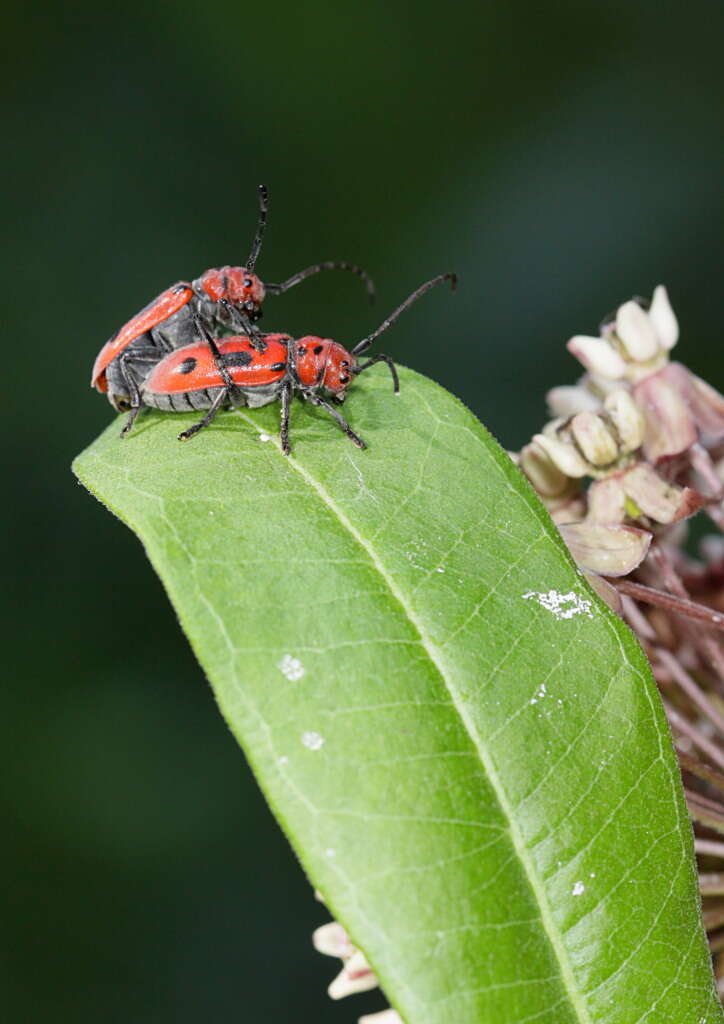 Image of Milkweed Longhorns