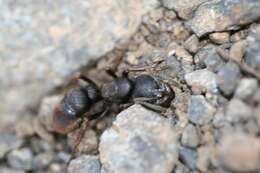 Image of Panther Ants