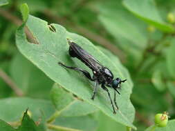 Image of Bee-like Robber Flies