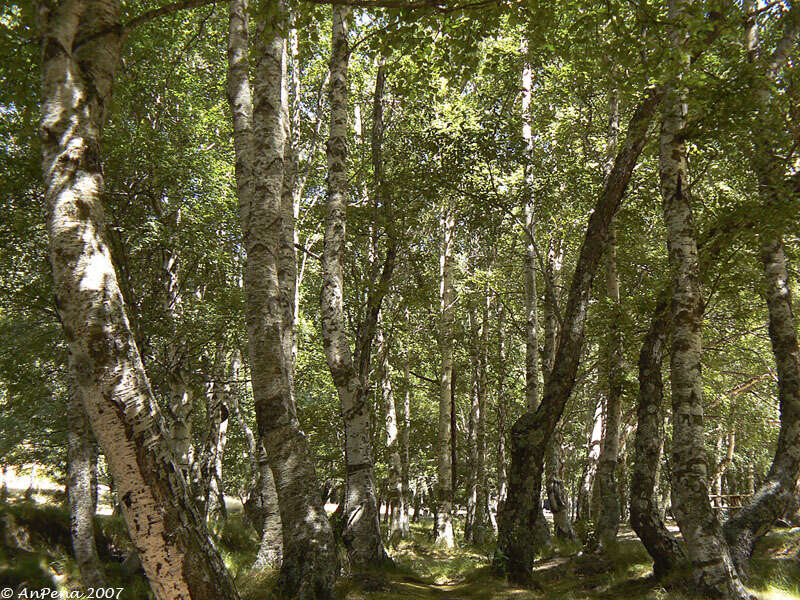 Image de Betula celtiberica Rothm. & Vasc.