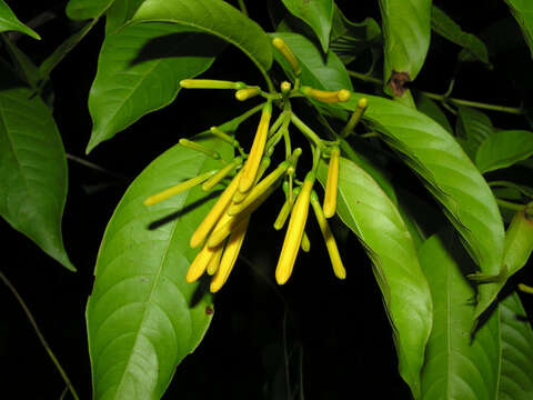 Image of Hamelia macrantha Little