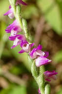 Image of Ladies'-tresses