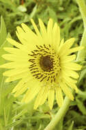 Image of rosinweed