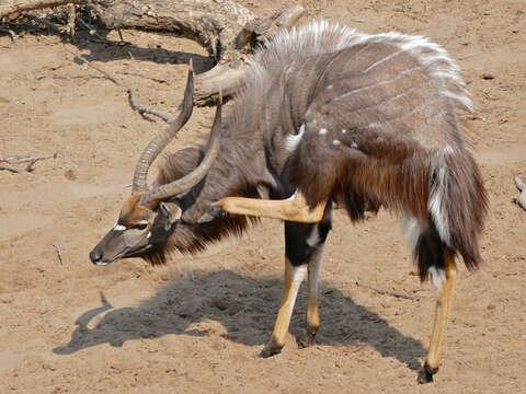 Image of Spiral-horned Antelope