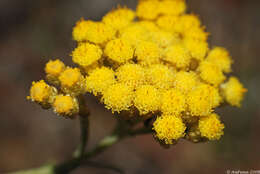 Imagem de Helichrysum