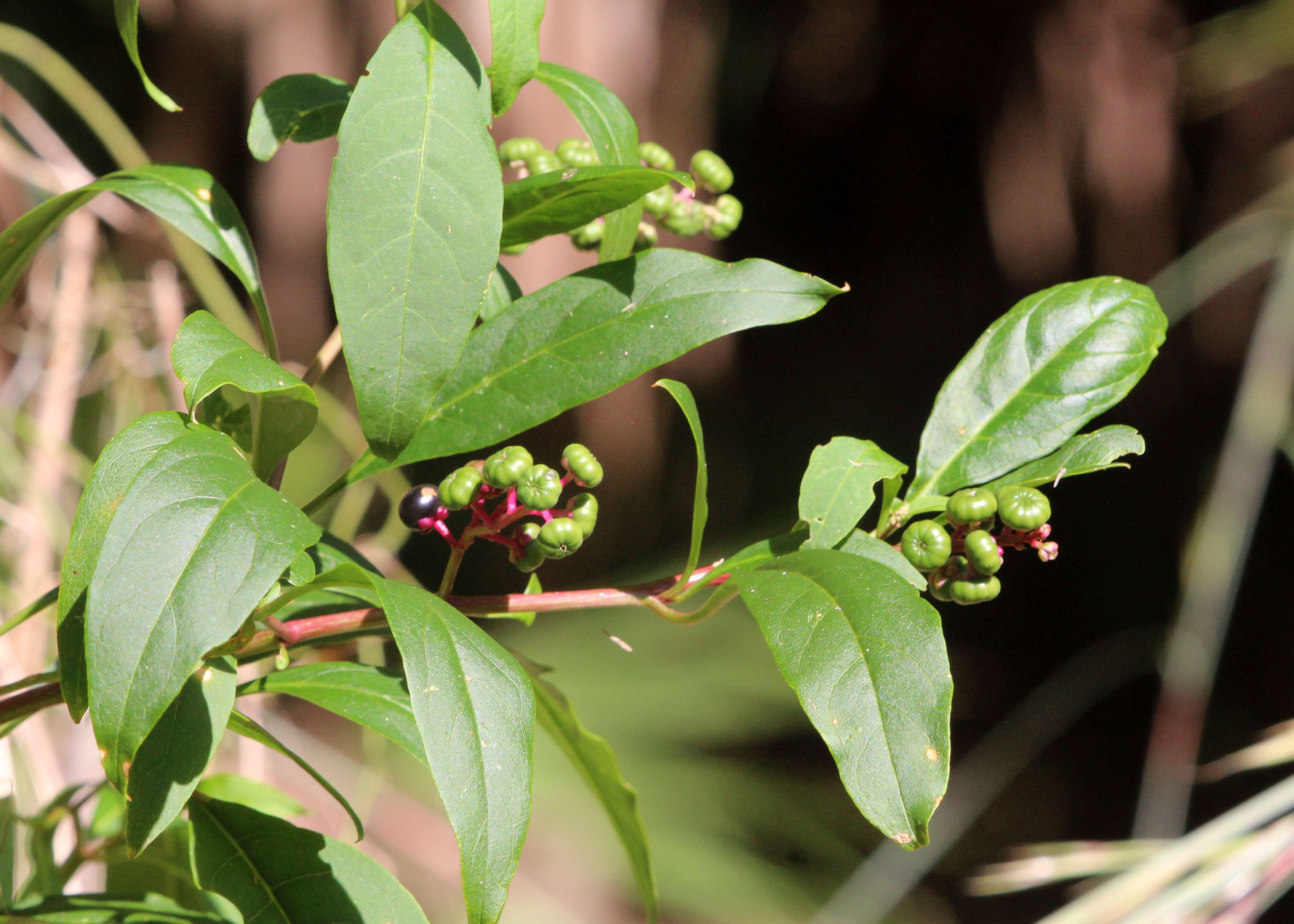 Image of pokeweed