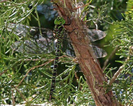 Image of Regal Darner