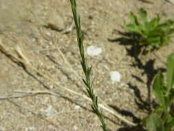 Image of Blue flax