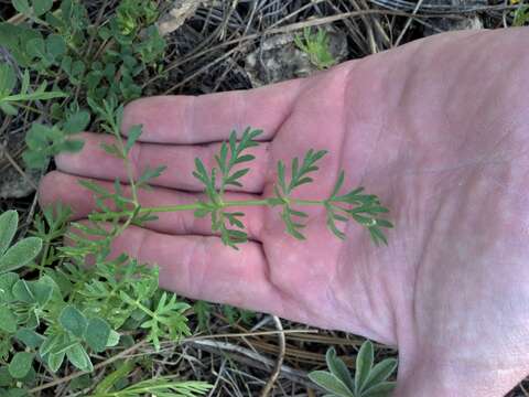 Image of alpine false springparsley