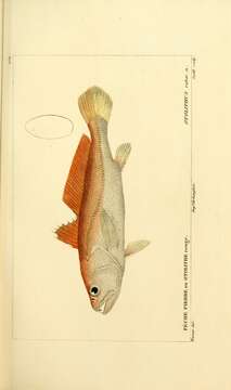 Image de Otolithes