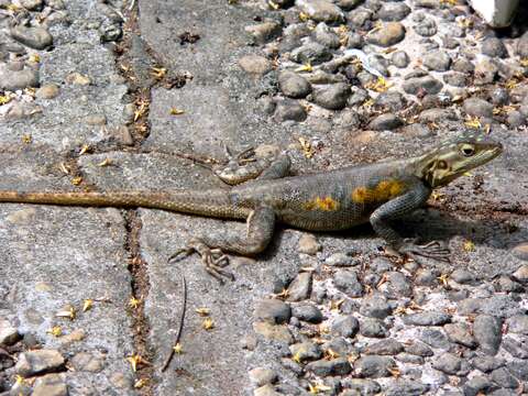 Image of Scortecci's Agama