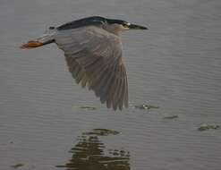 Image of Night Herons