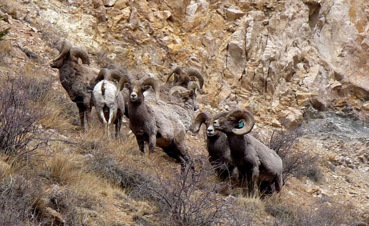 Image of bighorn sheep