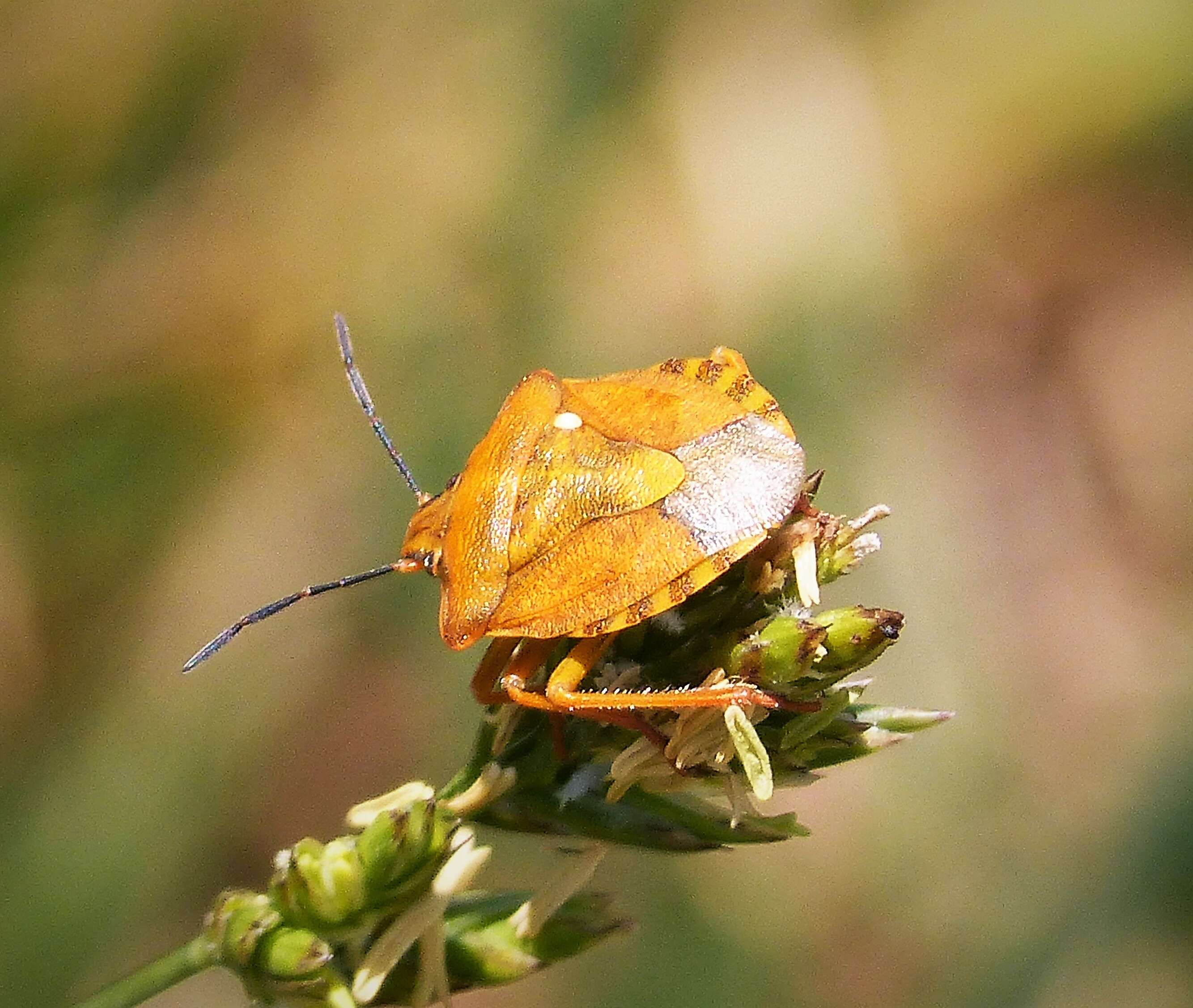 Image of Carpocoris