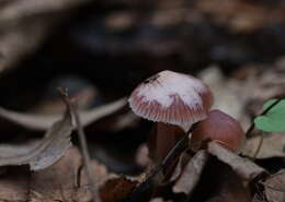 Image of Bonnet Mushroom