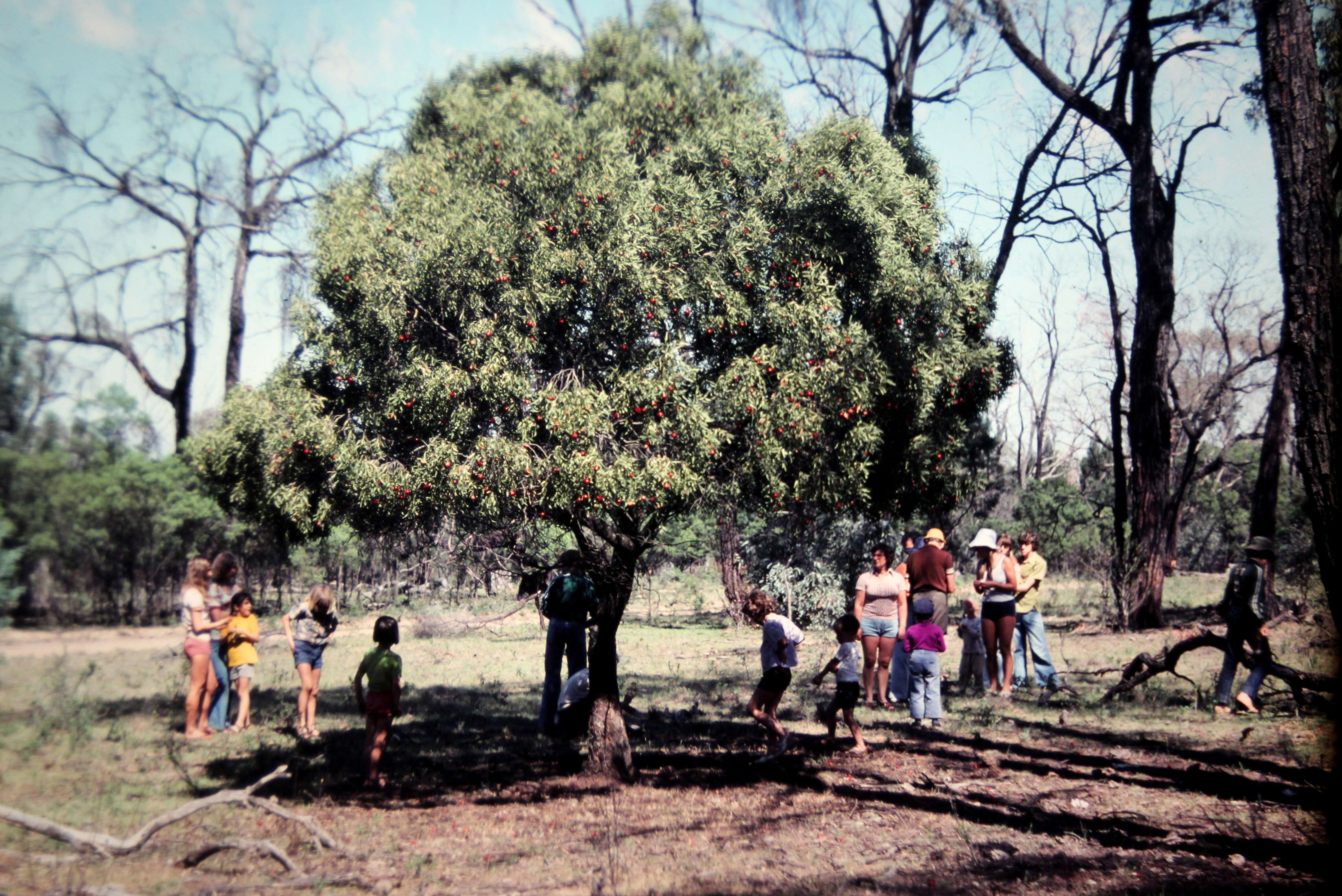 Image de bois de santal