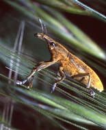 Image of Lixus angustatus Dahl